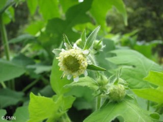Polymnia canadensis