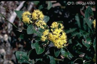 Pomaderris elliptica