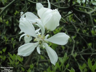 Poncirus trifoliata