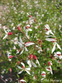 Porteranthus stipulatus