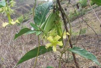 Prestonia mollis