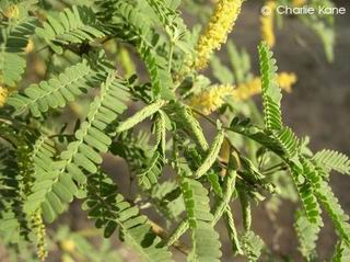 Prosopis velutina 