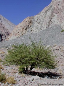 Prosopis chilensis 