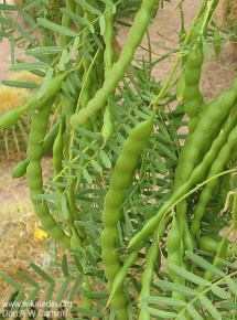 Prosopis glandulosa