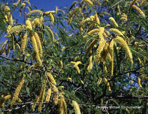 Exotische Nutz und Zierpflanzen Prosopis juliflora