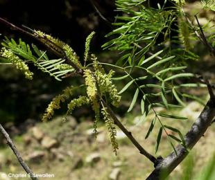 Prosopis juliflora 