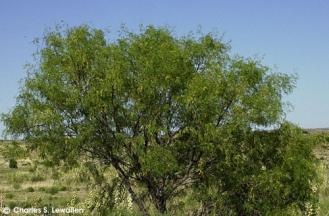 Prosopis juliflora 