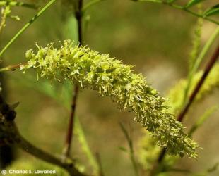 Prosopis juliflora 