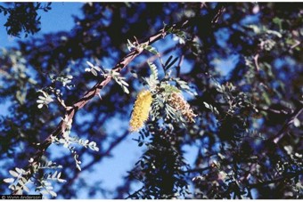 Prosopis pubescens 