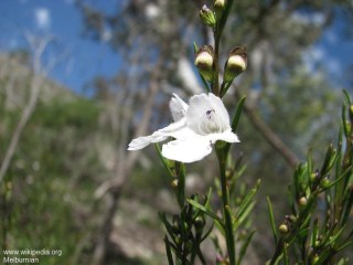 Prostanthera nivea