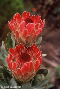 Protea eximia