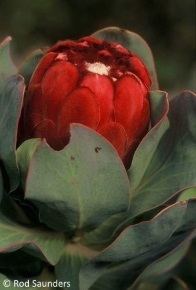 Protea grandiceps