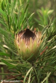 Protea longifolia