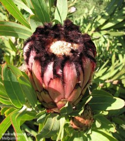 Protea neriifolia