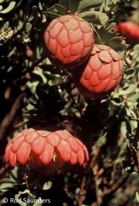 Protea sulphurea