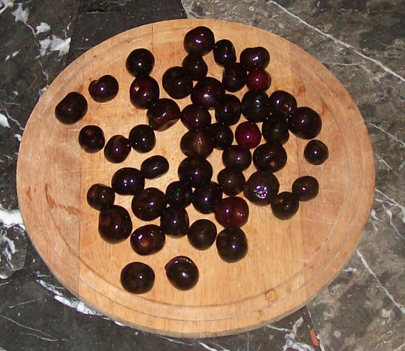 Exotische Nutz und Zierpflanzen Prunus salicifolia