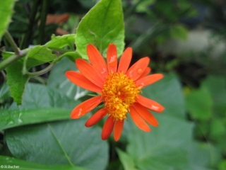 Pseudogynoxys chenopodioides