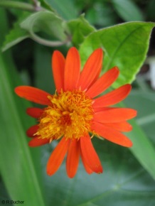 Pseudogynoxys chenopodioides