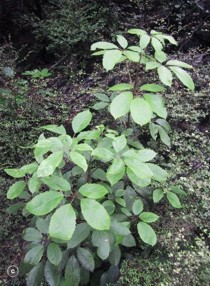 Pseudopanax arboreus 