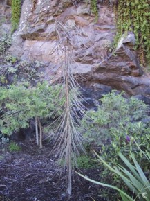 Pseudopanax crassifolius