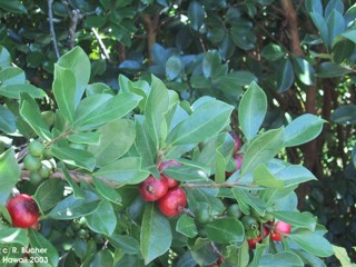Psidium cattleianum