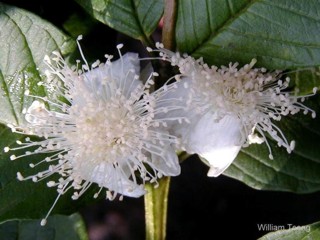 Psidium guajava