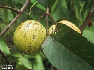 Psidium guajava