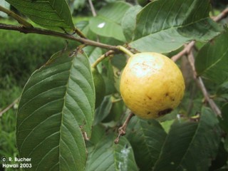 Psidium guajava