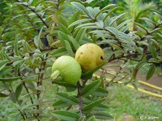 Psidium guajava nana
