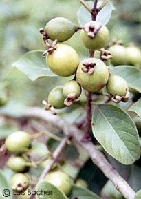 Psidium guineense