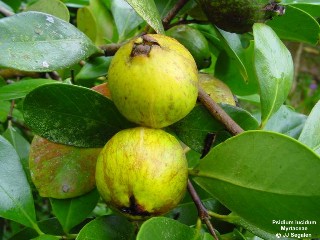 Psidium cattleianum lucidum