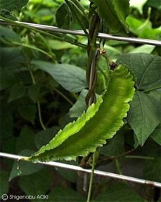 Psophocarpus tetragonolobus