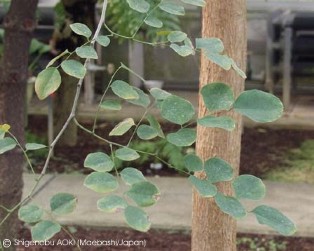 Pterocarpus indicus