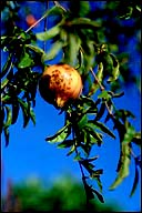 Punica granatum