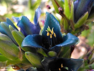 Puya alpestris