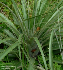 Puya alpestris