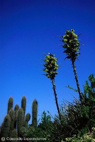 Puya chilensis