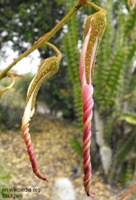 Puya ferruginea