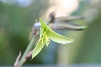 Puya mirabilis