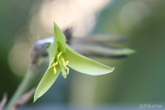 Puya mirabilis