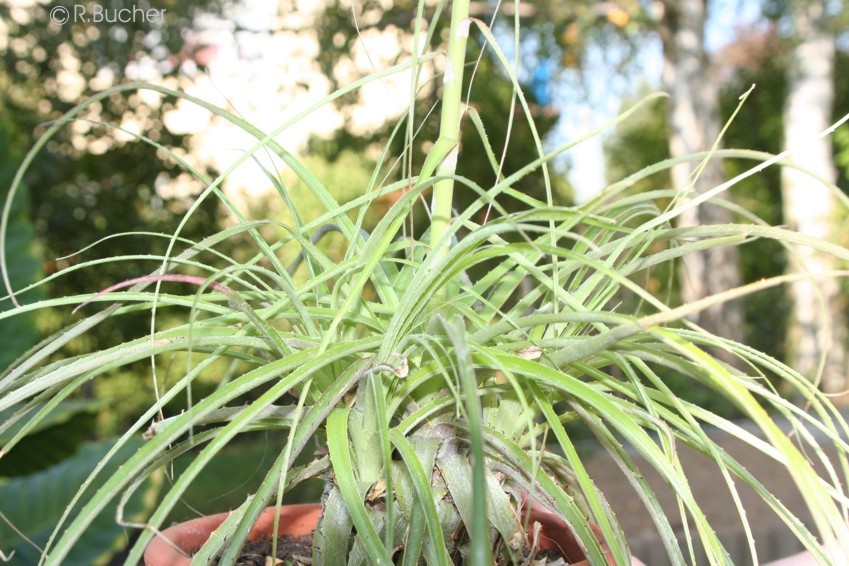 Exotische Nutz und Zierpflanzen Puya mirabilis