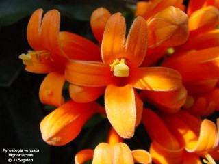 pyrostegia venusta nutz