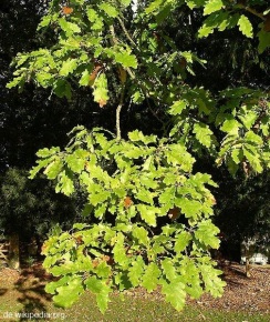 Quercus alba