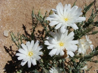 Rafinesquia neomexicana