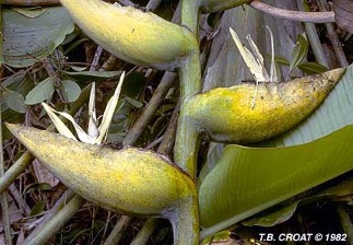 Phenakospermum guyannense