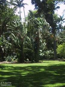 Ravenala madagascariensis