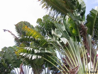 Ravenala madagascariensis