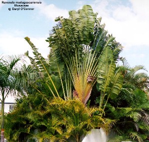 Ravenala madagascariensis