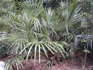 Rhapidophyllum hystrix