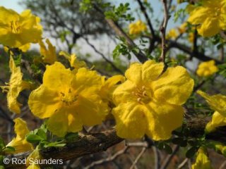 Rhigozum zambesiacum